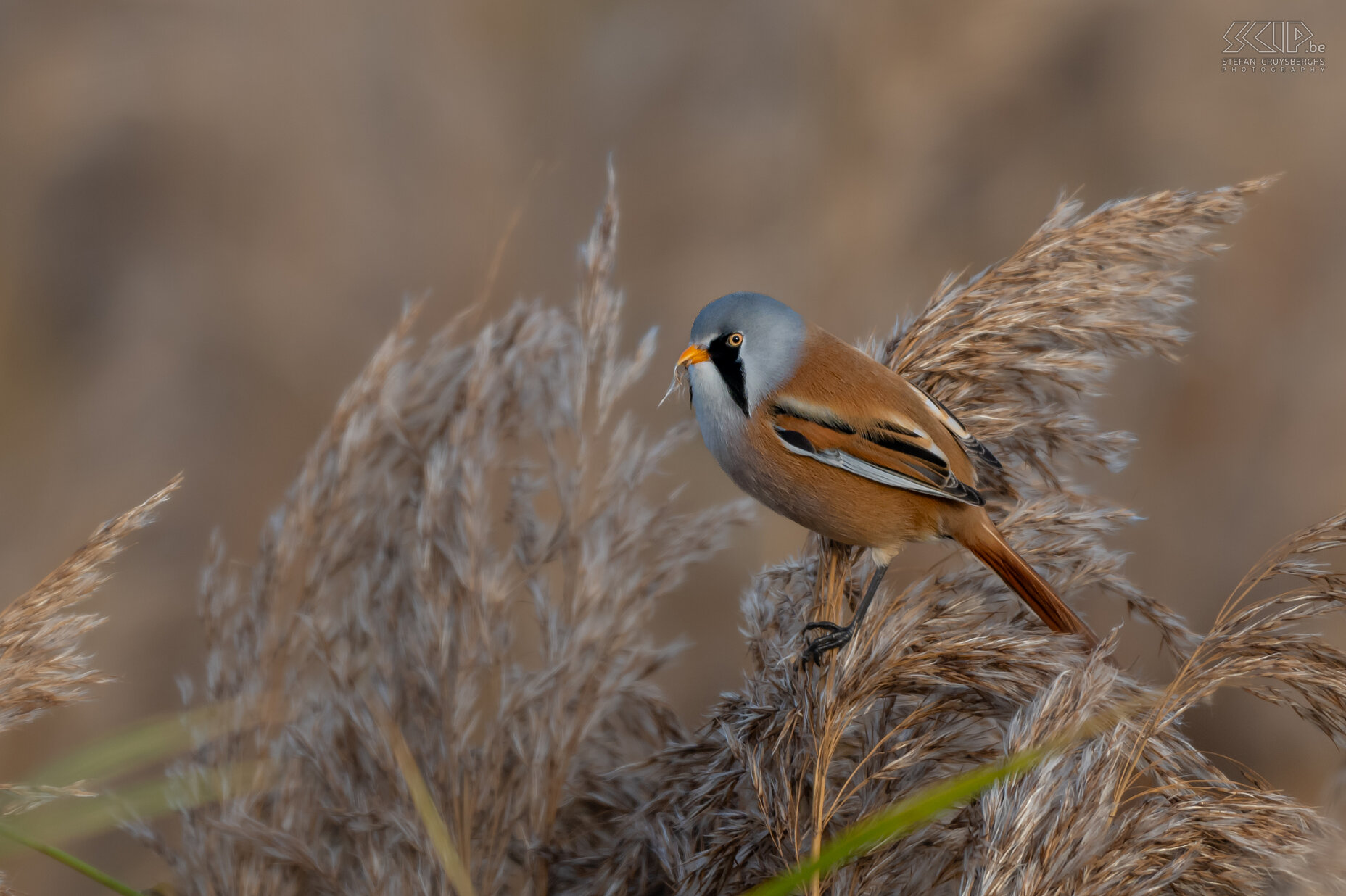 Bearded readling The bearded reedling can only be found in reed fields, they are quite social and are usually seen in groups of up to several dozen birds. The adult male has characteristic black 'moustache'. Stefan Cruysberghs